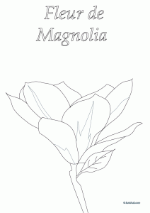 coloriage mangnolia flower, colouring spring flower